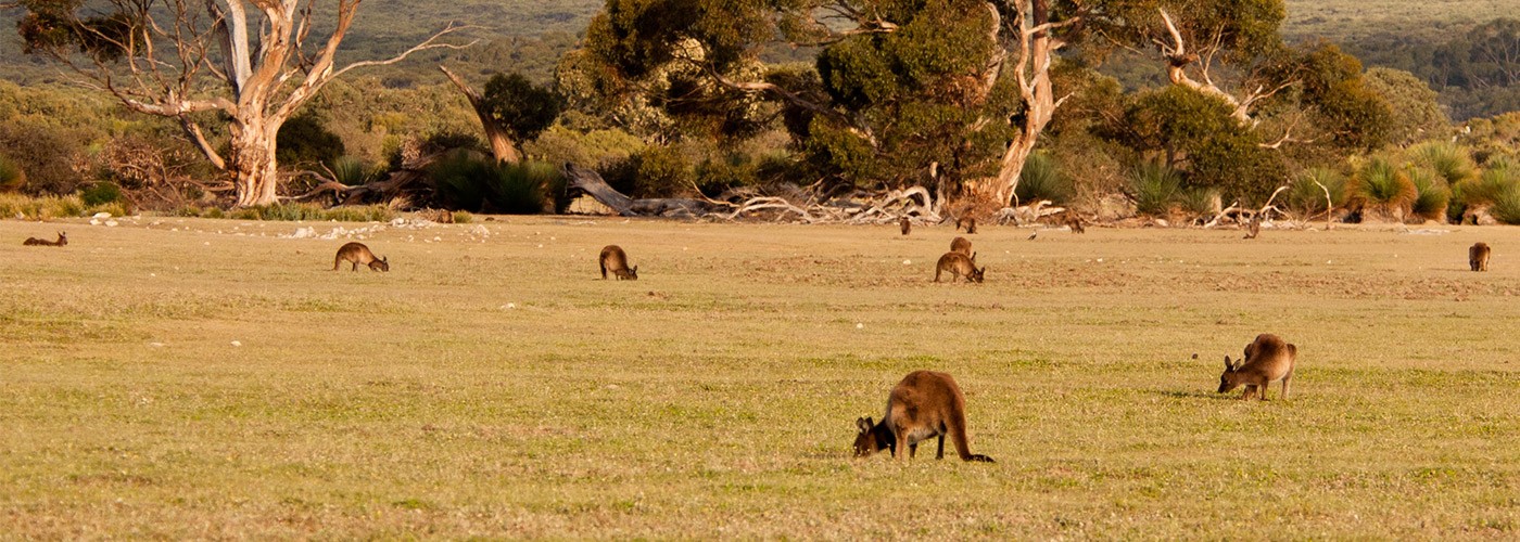 Kangaroos on a field in South Australia